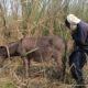 Oh no the boy are playing with the Donkey #animals