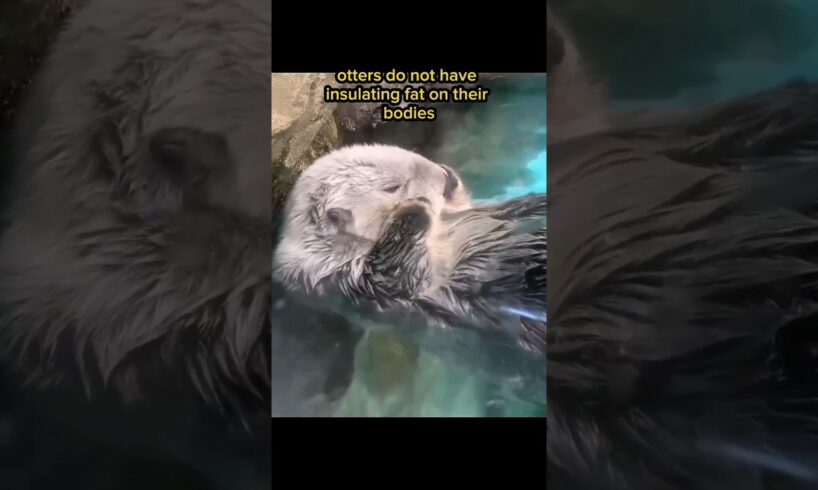 Otters Have to Clean Their Fur #shorts #animals #pets