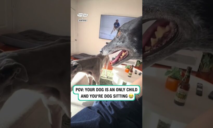 POV Your dogs an only child and you're dog sitting 🤣 (🎥: TT/ grumpyspicee)