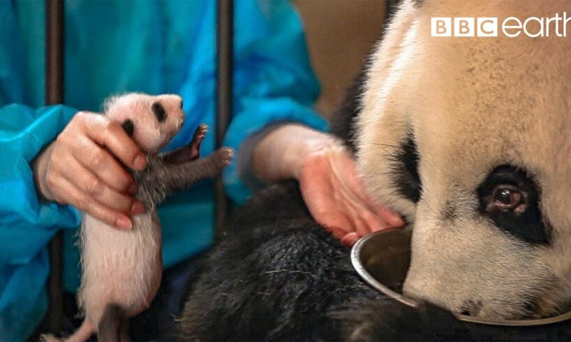 Panda Doesn't Realise She's Had Twins! | BBC Earth