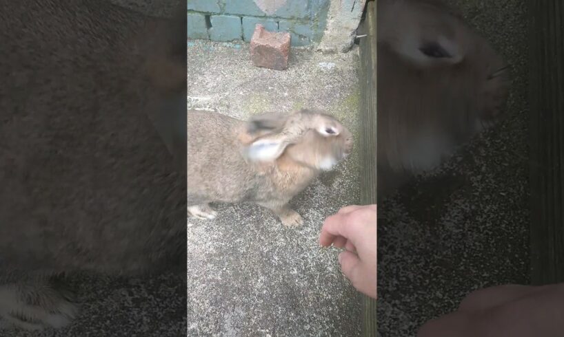 Play Rabbit video short #viralshort #trending #shortvideo #animals