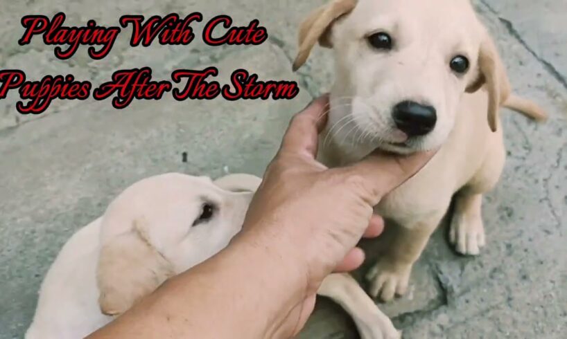 Playing With Cute Puppies After The Storm       #allpetmatters #dog #puppy