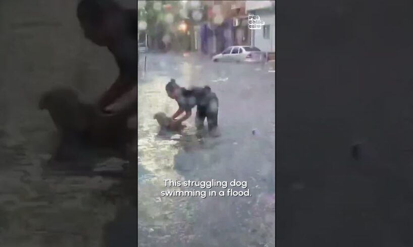 Police Officer Rescues Dog from Rising Floodwaters