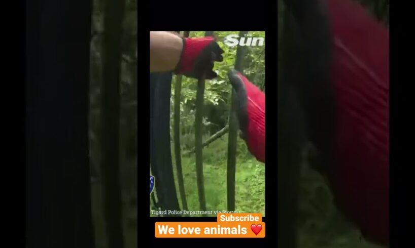 Police rescues little Bambi from fence   #animals #shortsfeed