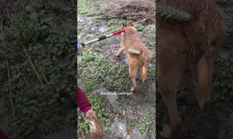 Puppy Found Abandoned In A Tornado | The Dodo