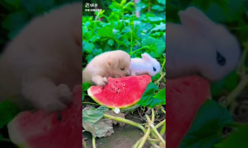 Puppy and bunny eating watermelon #rabbit #bunny #cute #puppies #adorable #shorts #watermelon #fyp