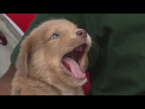 Puppy escape and cutest puppies in a bubble in Live at 9's Pet of the Week