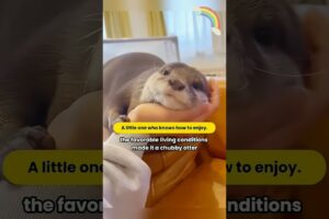 Ranger Rescues Sick Baby Otter😇😌: Heartwarming Transformation! animal rescue,donald trump,tiktok,