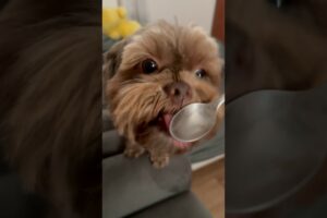 Red nose shorkie/ Shoko Ben Shitzu mix / cutest puppies pets animals / best funny/ top videos viral