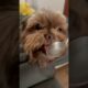 Red nose shorkie/ Shoko Ben Shitzu mix / cutest puppies pets animals / best funny/ top videos viral