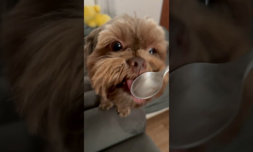 Red nose shorkie/ Shoko Ben Shitzu mix / cutest puppies pets animals / best funny/ top videos viral