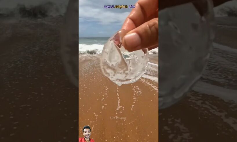 Rescue Mission: Saving a Stranded Jellyfish #shorts #ytshorts