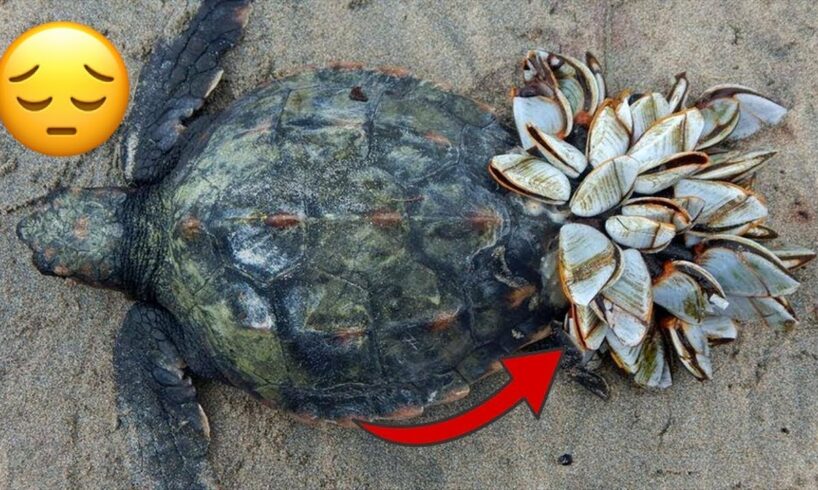 Rescue Sea Turtle Removing Barnacles From a Poor Sea Turtle   animals, Nature, turtles, ocean, ASMR