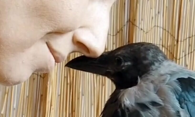 Rescue crow is so loving to her human