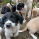 Rescued Abandoned Puppies / Rescued Puppies Adopted/ Stray Puppies Rescued/ Cute Puppies Video