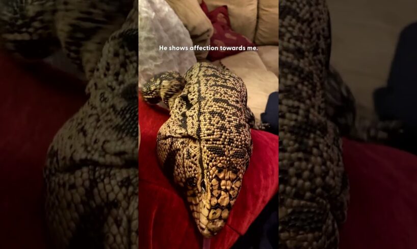 Rescued Dinosaur Loves To Cuddle With Grandma | The Dodo