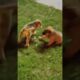 Rescued Puppies go Wild!