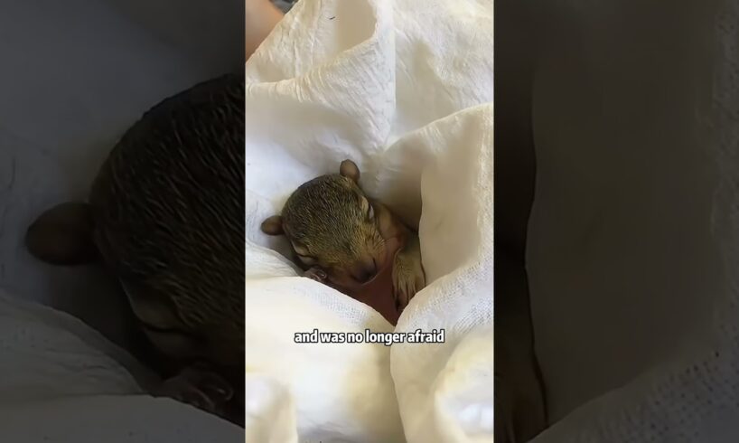 Rescued a cute squirrel #animals #youtube #youtubeshorts #shortvideo #shorts