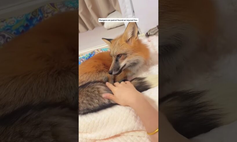 Rescued an adorable fox kit and reintroduced it to the wild #animals #animalshorts #fox