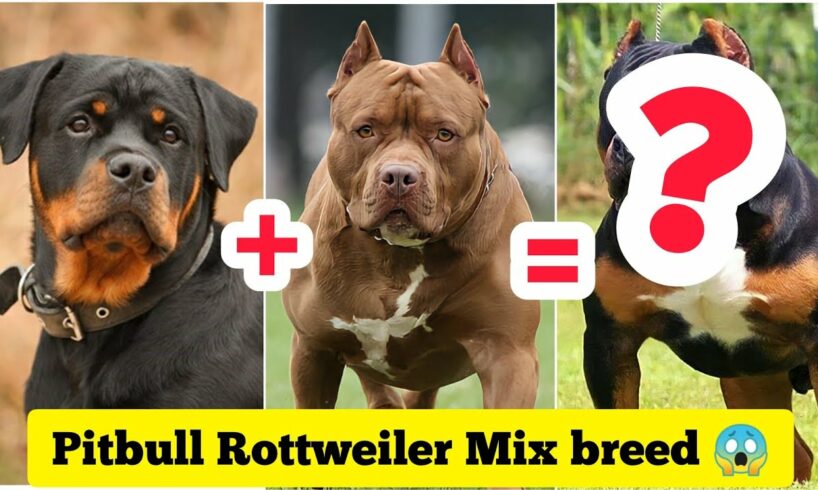 Rottweiler Pitbull Mix 😍😱 Dog Breed 🐶 | #shorts #dogs #Cutedogs #puppies