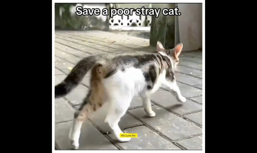 Save A poor stray Cat? #Cat #rescue #rescuecats #rescued #animal #cat #wonderfulpet #animalcat #anim