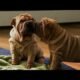 Shar-Pei Puppies | Too Cute!