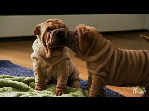 Shar-Pei Puppies | Too Cute!