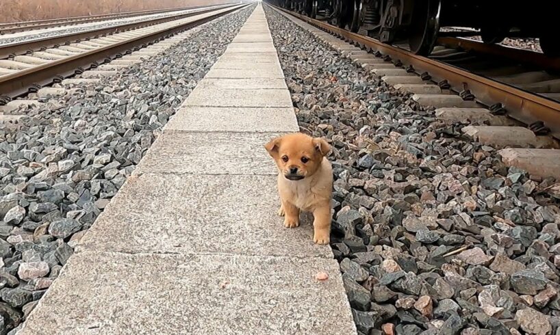 Stray puppy looking for grain dropped from train