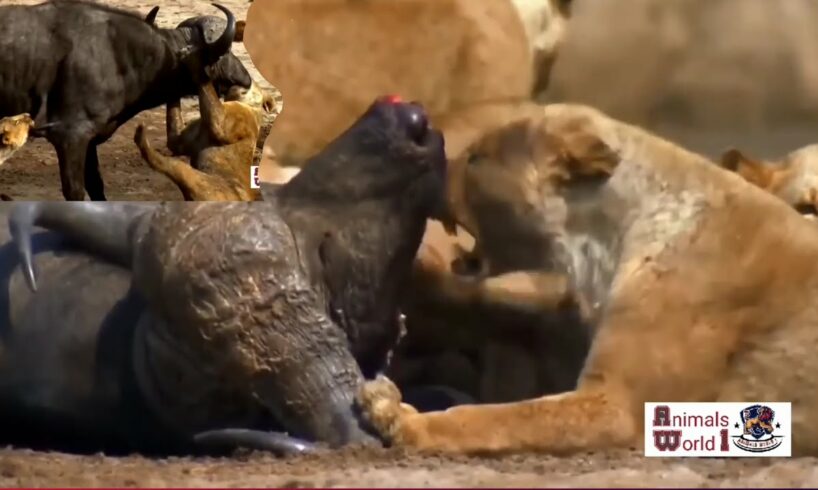 The Best of Animal Attack 2024 Verry Dengeras Moment Wild Animal Fight Discovery Lion vs Buffalo