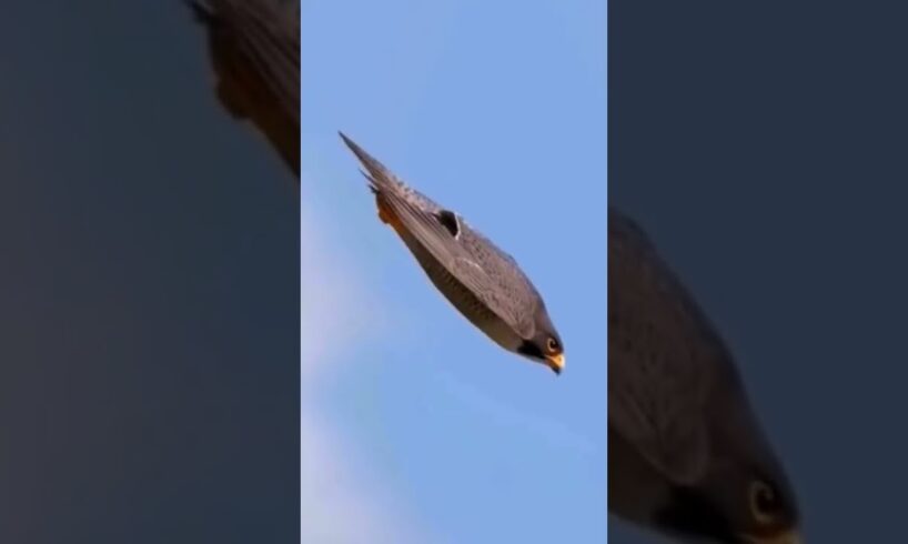 The Fastest Flying Bird In The World #shorts #birds #animals