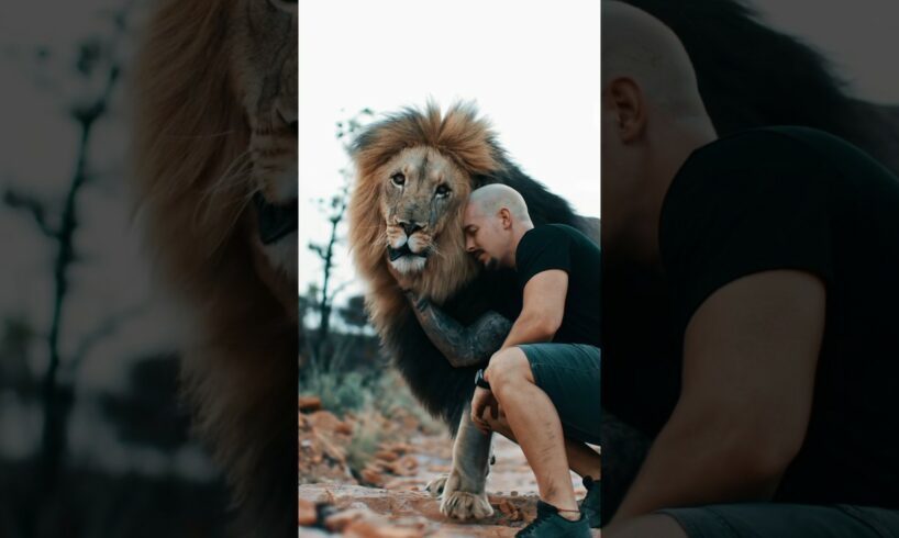 The Lions know that I’m not that strong!💪🏼🦁#lion #wildlife #animals #lionking #bigcat