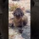 The seal became a regular visitor among the villagers#animals #rescue #theseal#shortvideo #shorts