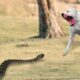 These Dogs Are Hunting Snakes ! Rare Animal Fights Caught on Camera !