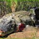 This Is Why Crocodile Was Badly Injured And What Happened Next? | Animal Fight