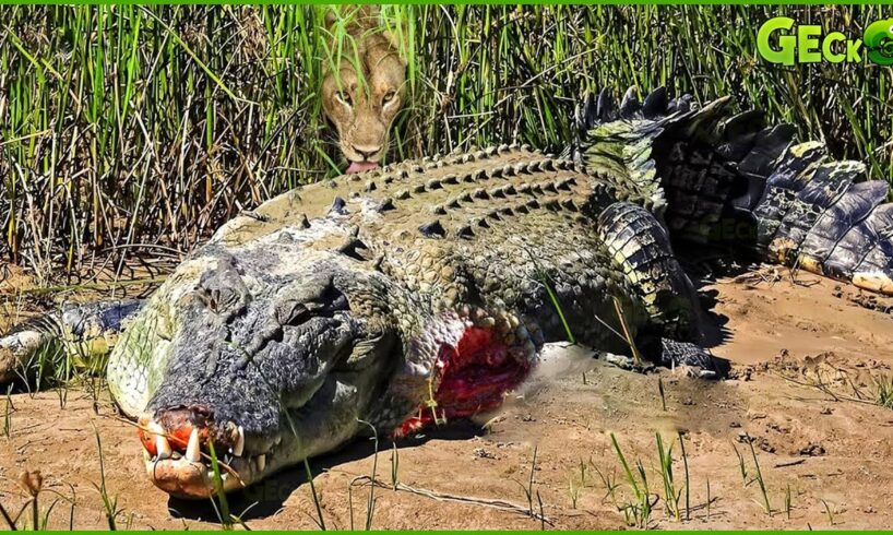 This Is Why Crocodile Was Badly Injured And What Happened Next? | Animal Fight