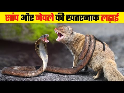 This is How Animals Treat Their Enemies | Animal Fight l Discovery Channel Video | Wild Animals