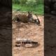 Tiger killed dog at zone 2 Ranthambore National Park,Tiger attack dog #Shorts #bigcat #tiger #yt