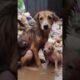 Toddler rescues puppy in mud 73