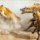 Top 10 Epic Battle of Lion Vs Hyena | Hyena Attacks Lion | Animal Fights