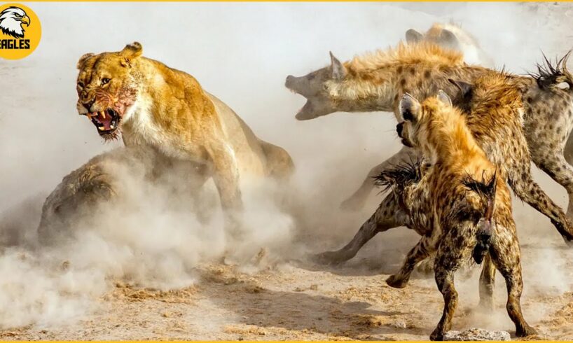 Top 10 Epic Battle of Lion Vs Hyena | Hyena Attacks Lion | Animal Fights