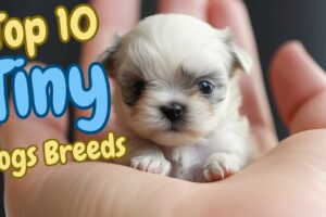 😍Top 10 Tiny Dog Breeds🐾 Teacup Dog small Dog breeds