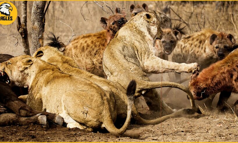 Top 10 Tragic Moment Of The Hyena When Reckless Attack Lion And Other Animals | Animal Fights