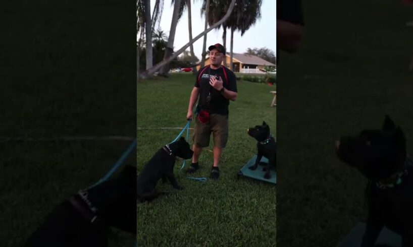 Trained Vs Untrained Cane Corso #animals #cane #canecorso #canecorsoitaliano #canecorsolove