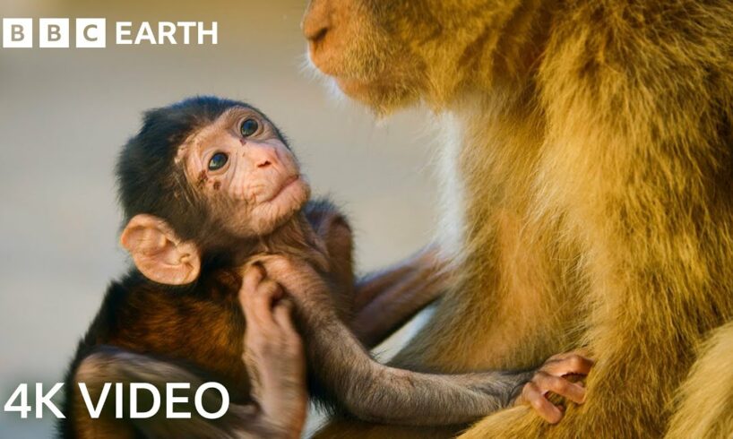 Two Hours of Amazing Animal Moments | 4K UHD | BBC Earth