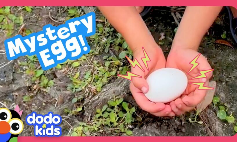 What Kind Of Baby Animal Is In This Egg? | Dodo Kids | Rescued!