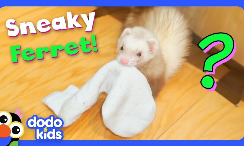 Where Is This Ferret Hiding Our Socks?? | Dodo Kids | Mystery Animals