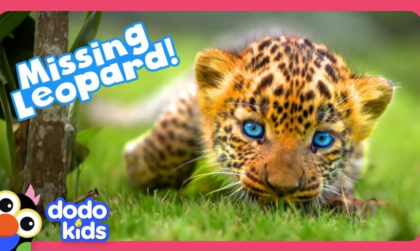 Where Is This Wild Leopard Cub’s Mom? | Dodo Kids | Rescued!