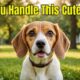 Why Beagles Are the Cutest Dogs You'll Ever See !!!