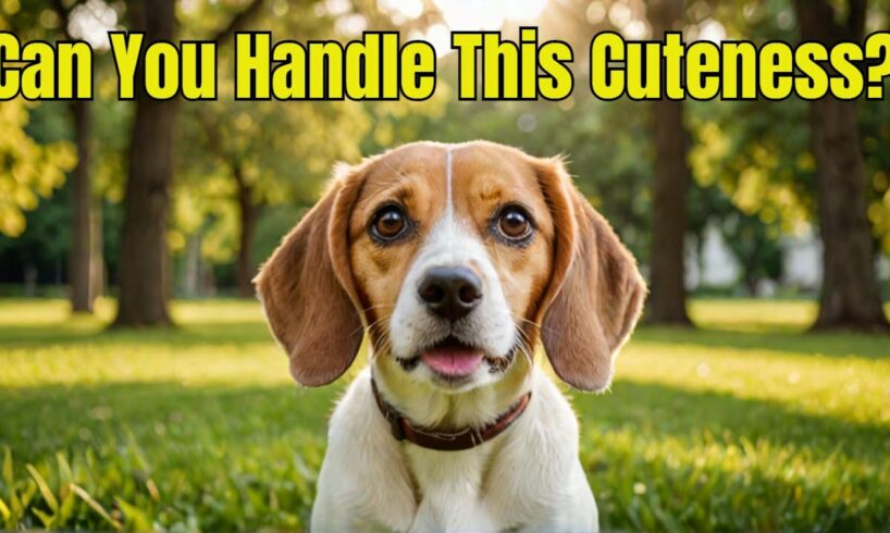 Why Beagles Are the Cutest Dogs You'll Ever See !!!