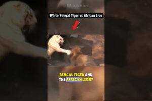 🔥Why The Tiger Will Almost Always Beat A Lion! #lions #tiger #fighting